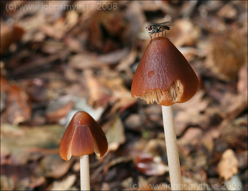 Fly on toadstool