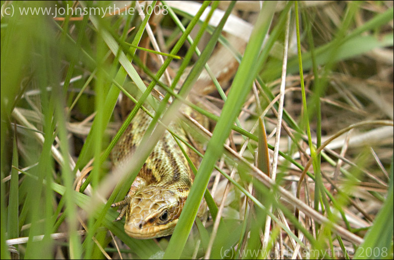 Common Lizard, Connemara, Galway, Ireland