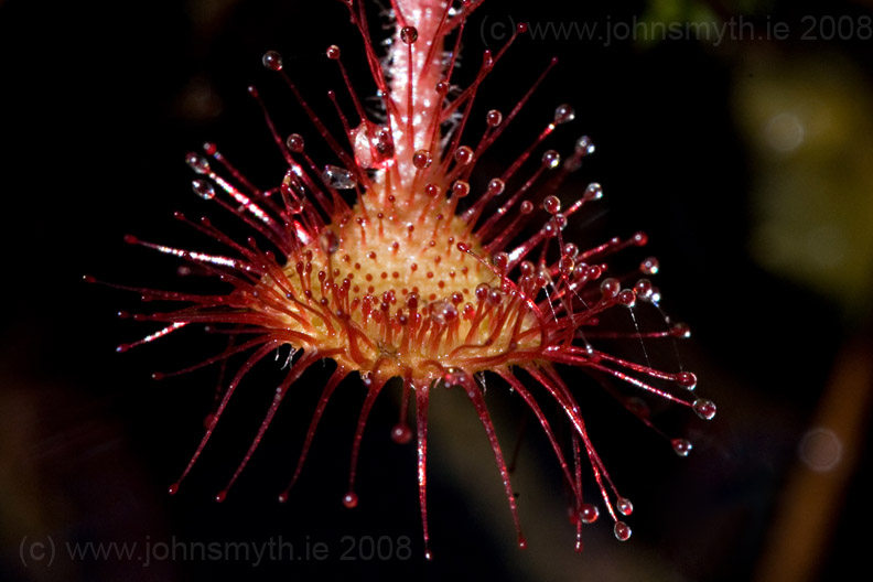 Sundew plant