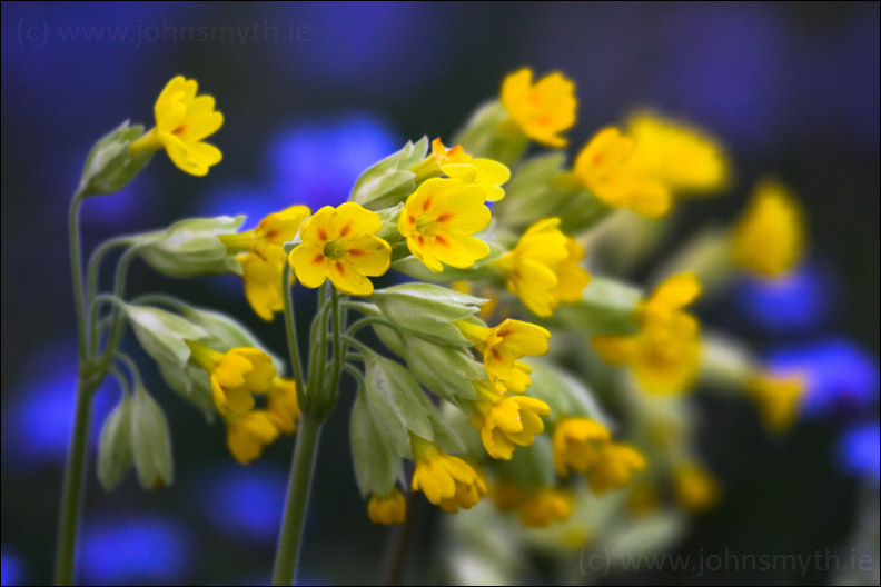 Cowslips and Forget-Me-Nots