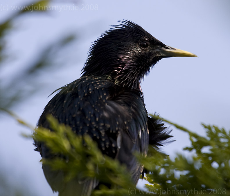 Starling in galway