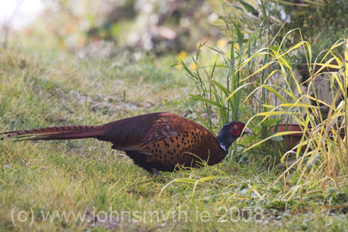 Nowhere to hide - a cock pheasant