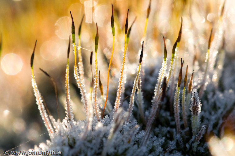 Frozen Moss