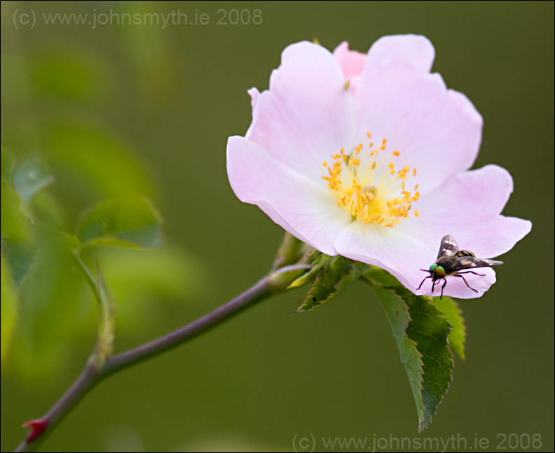 Wild rose & fly