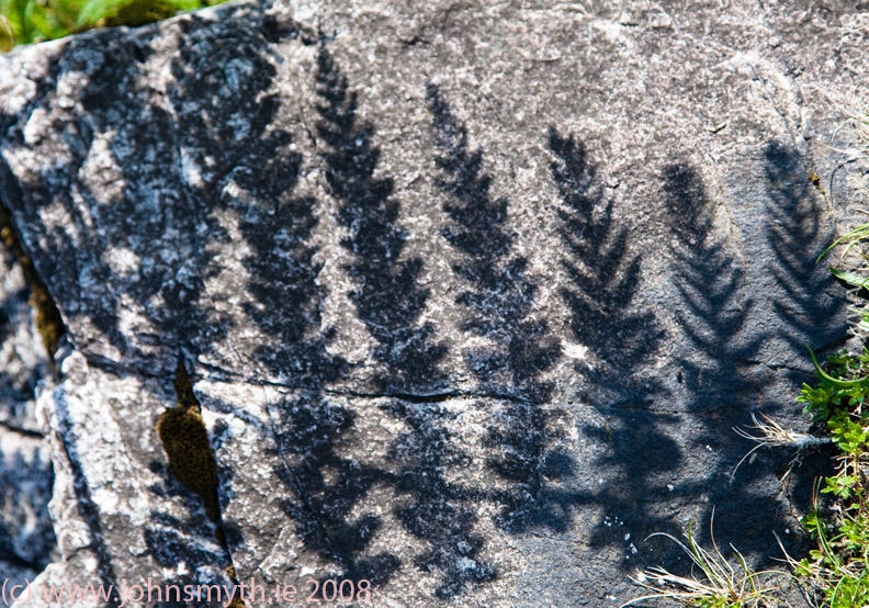 ferns on the Twelve Bens