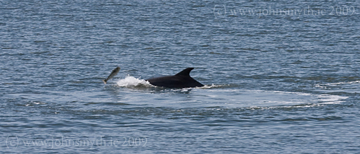 galway-dolphin-2