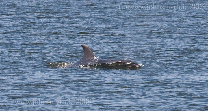 galway-dolphin-3a