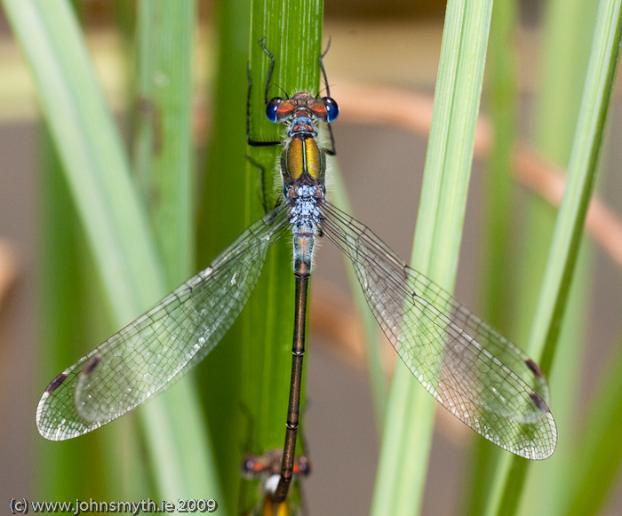 damselfly-1