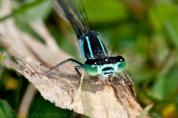 damselfly-2