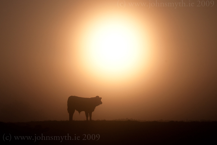 morning-cow-1