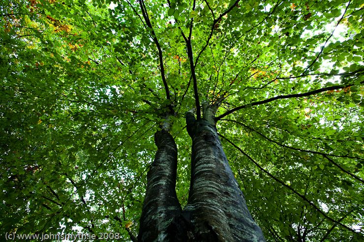 beech-tree-1