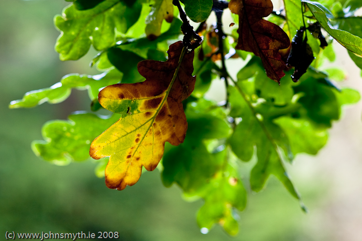 beech-tree-2