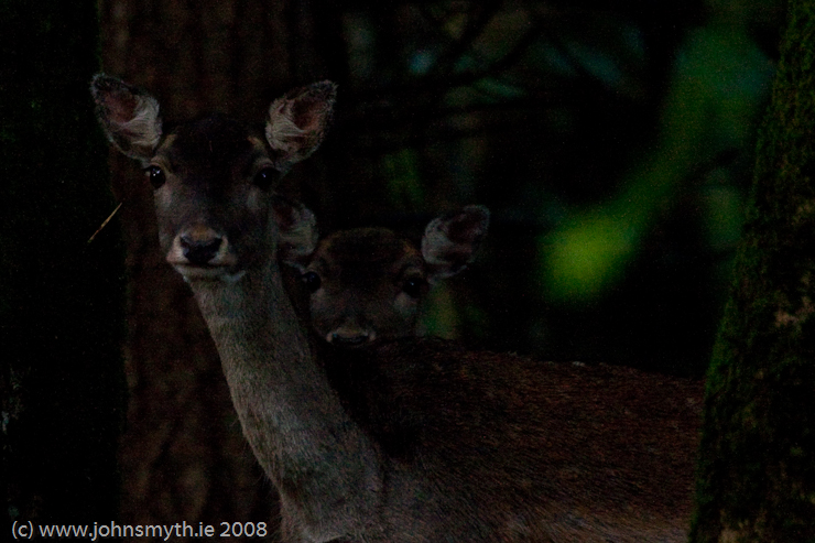 fallow-deer-1