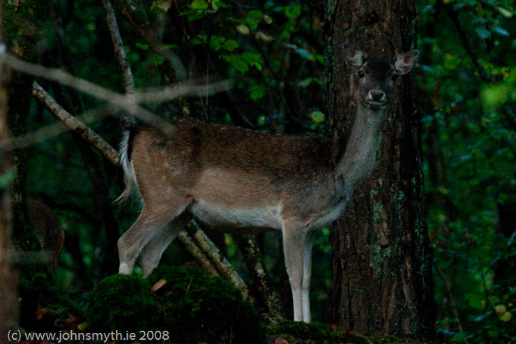 fallow-deer-2